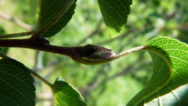 Bourgeons brun-noir pourvus d'écailles duveteuses. Agrandir dans une nouvelle fenêtre (ou onglet)